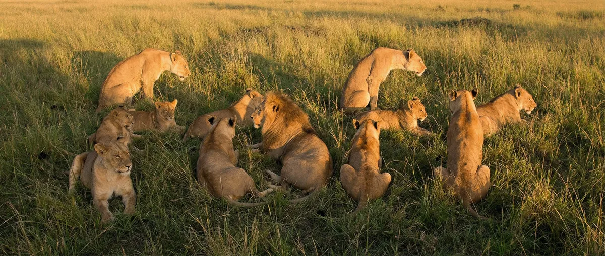 Hidden Word Lions Pride Optical Illusion example 1